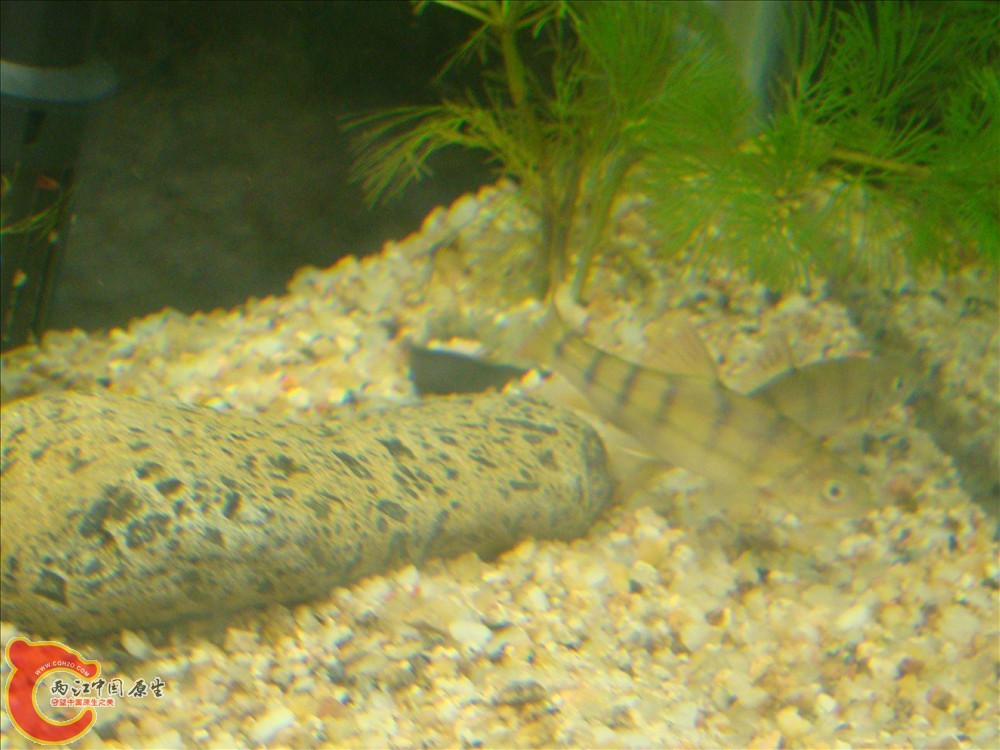 DSC02716.JPG