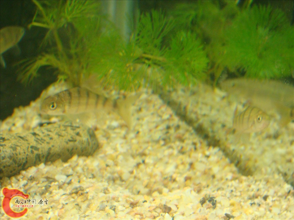DSC02711.JPG