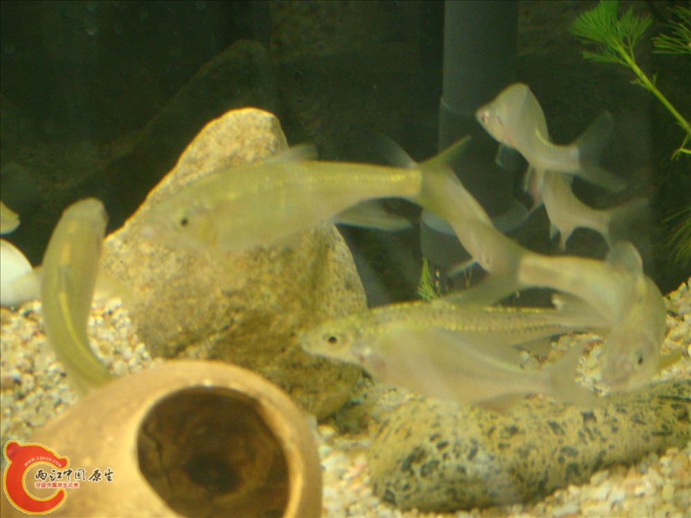 DSC02706.JPG