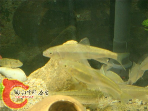 DSC02707.JPG
