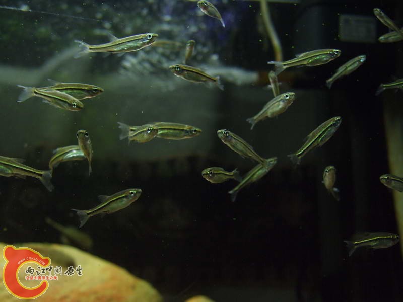 小缸04