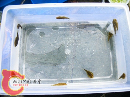 整体来一张