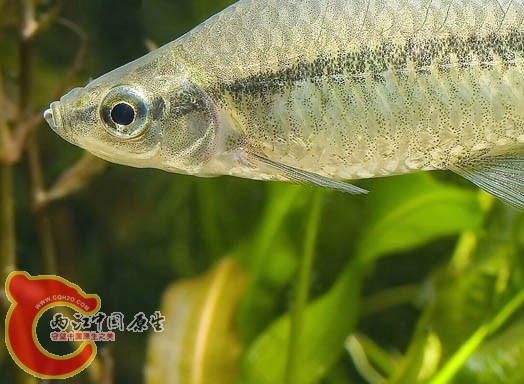 Pseudorasbora_parva(edited_version).jpg