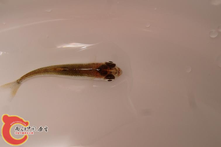 DSCF7139.jpg