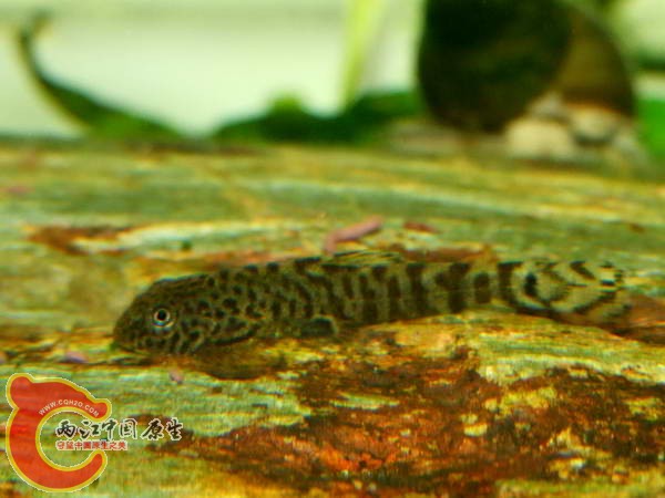 DSCF4849.jpg
