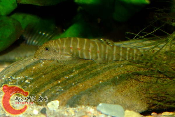 DSCF5064.jpg