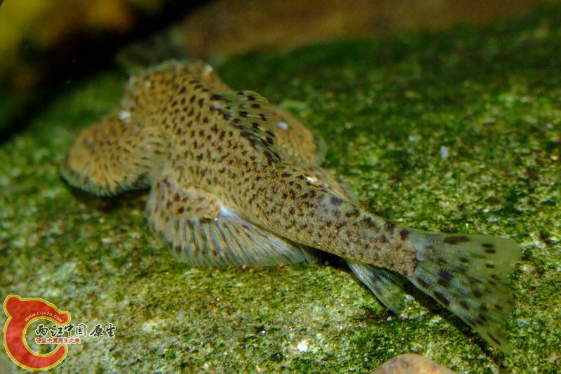 DSCF5074.jpg