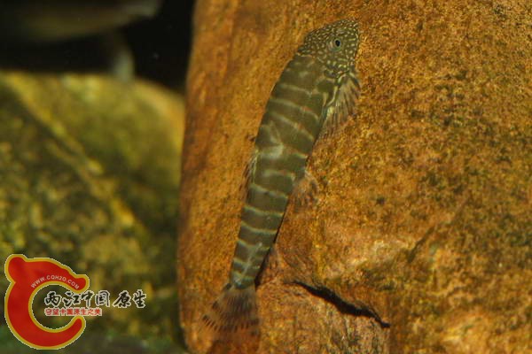DSCF5078.jpg