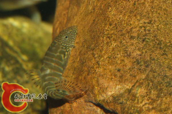 DSCF5077.jpg