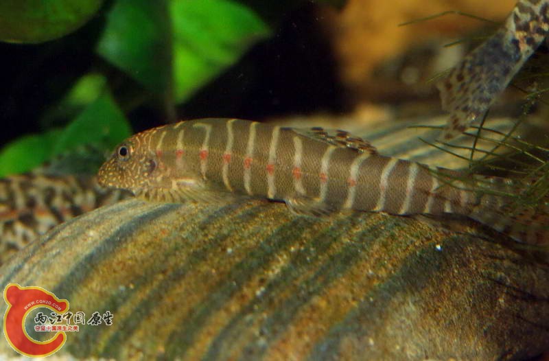 DSCF5095.jpg