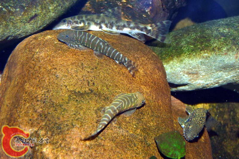 DSCF5121.jpg
