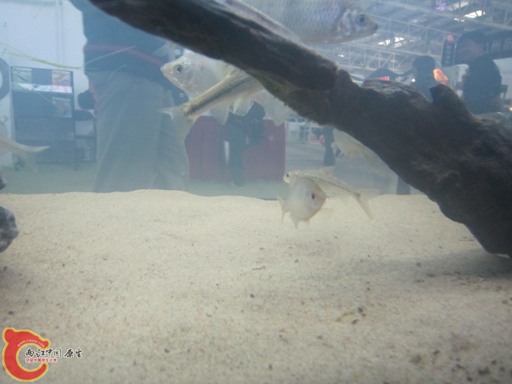 IMG_3296.JPG