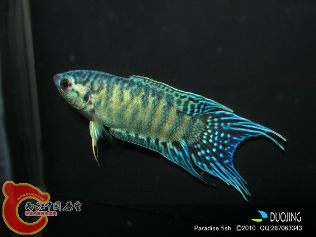 蓝尾叉斗鱼 (2).jpg
