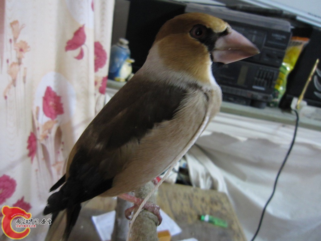 IMG_3448.JPG