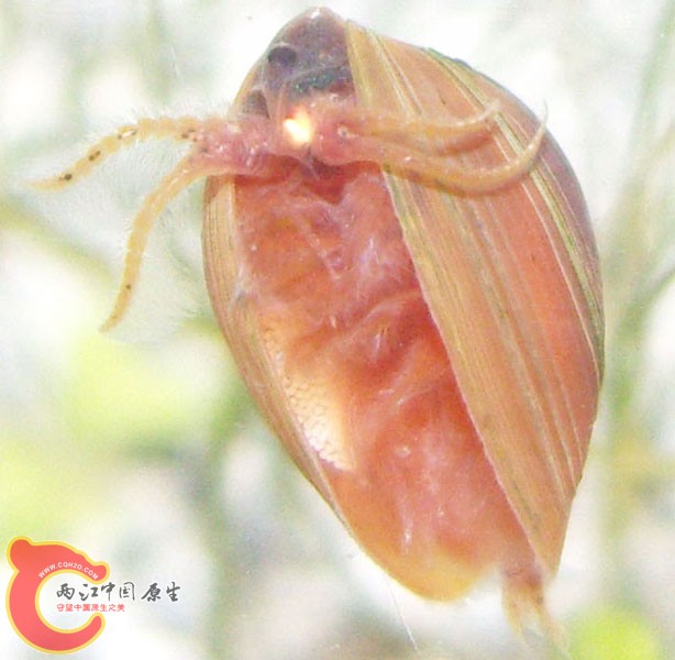 clam shrimp 800.jpg