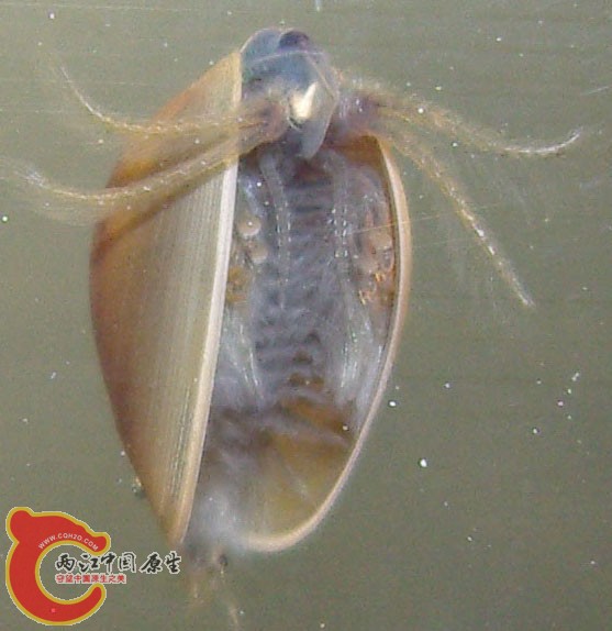clam shrimp 2_800.jpg
