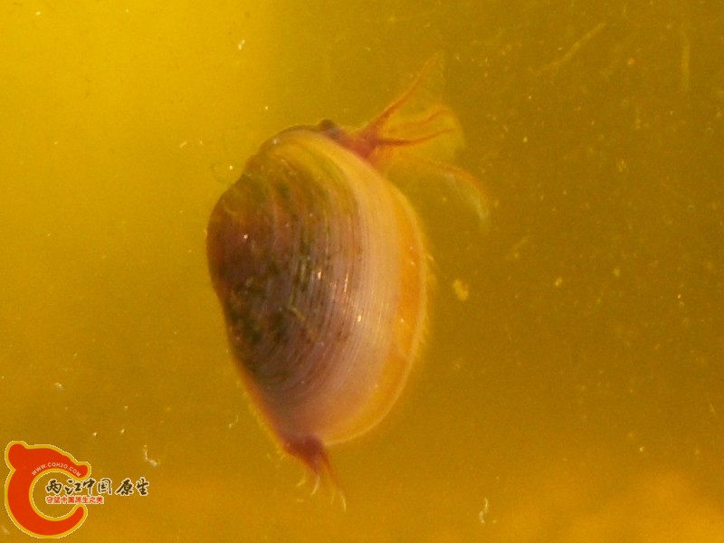 072207clam01.jpg