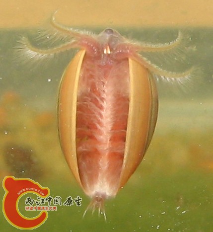 clam shrimp 08_small.jpg