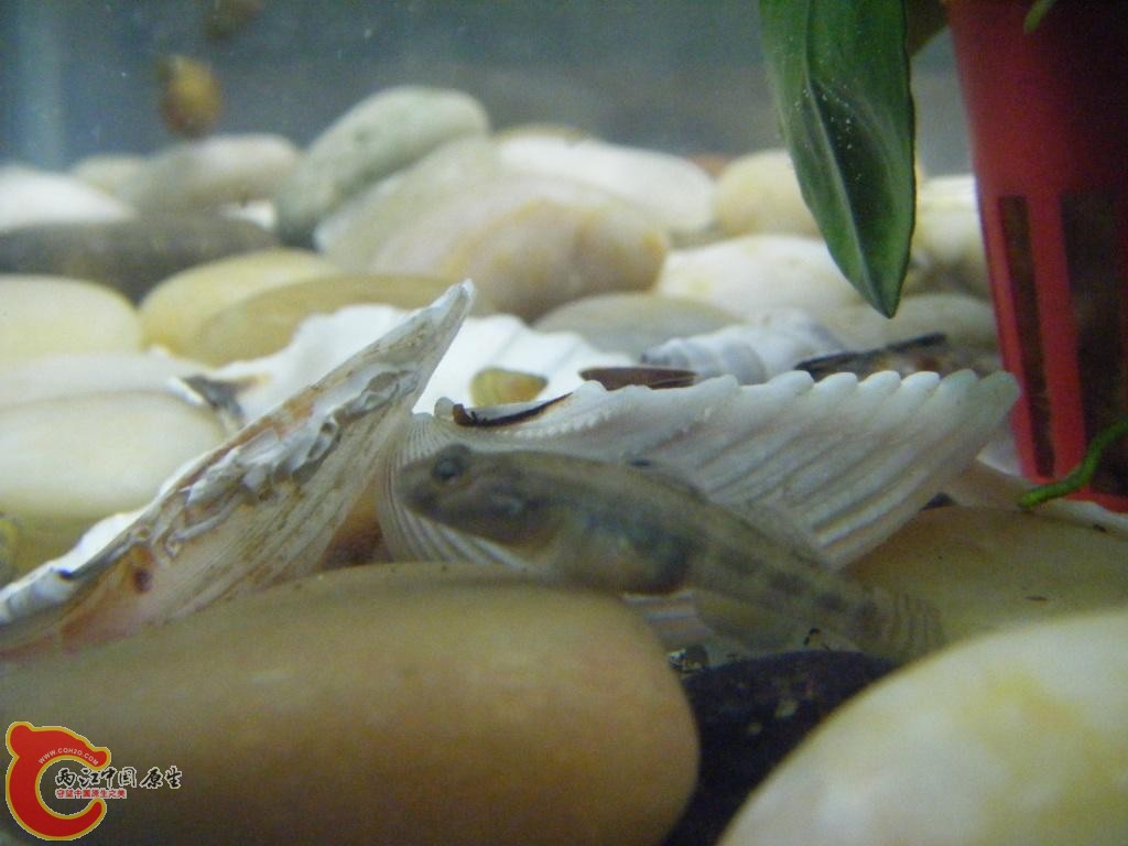 这哥们喜欢在石缝里翻啊翻