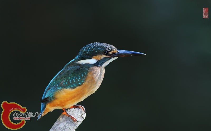 9551518_0800.jpg
