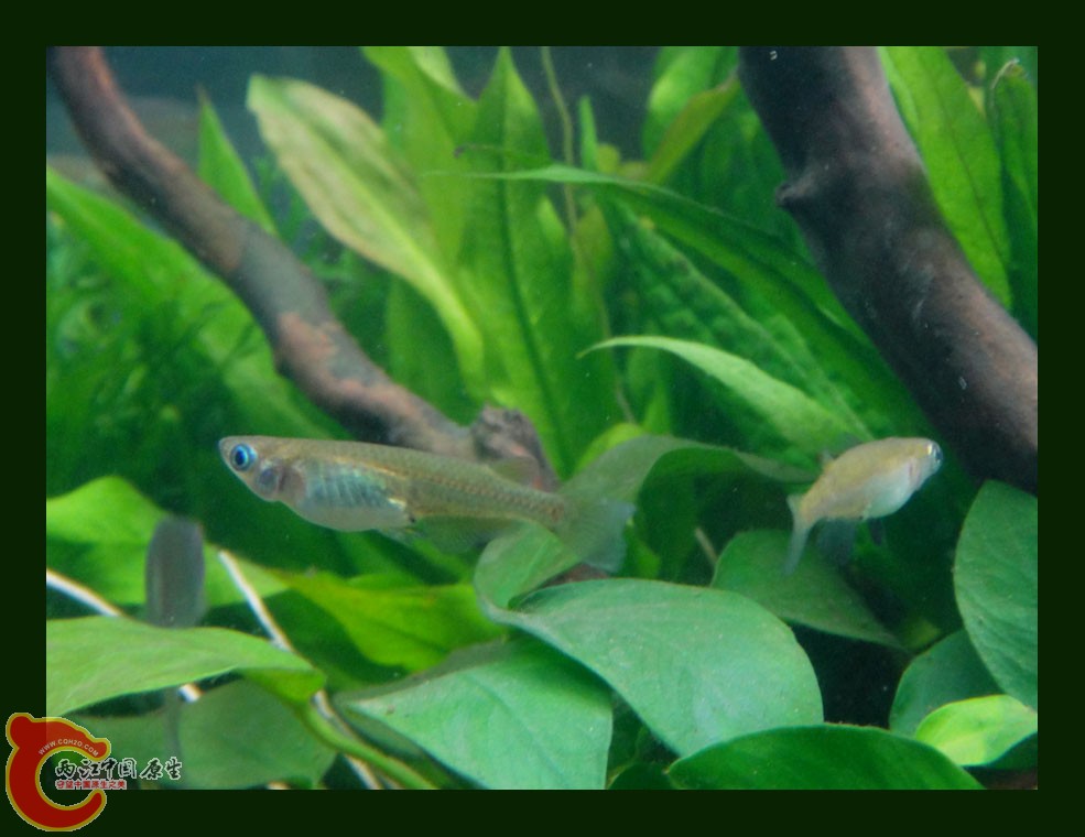 青鳉DSC00469.JPG