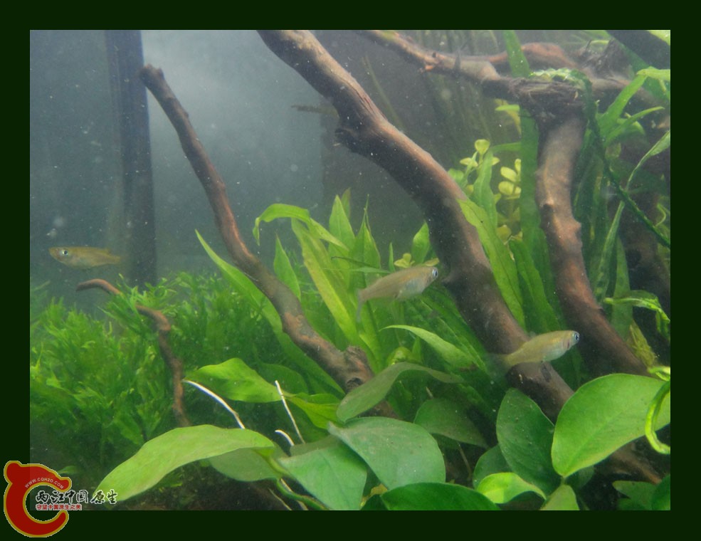 青鳉DSC00419.JPG