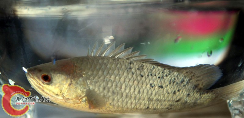 douyu2222.jpg