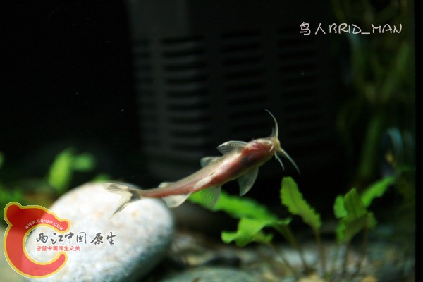 札那文胸罩