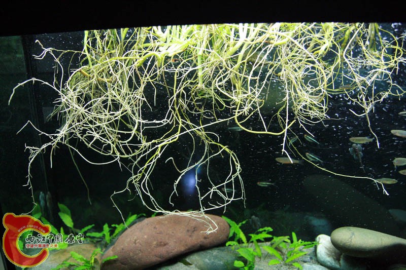 水上植物的根
