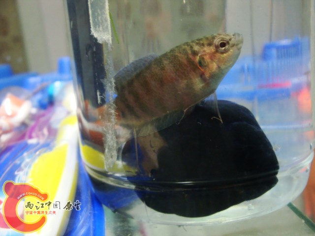 DSC05586.JPG