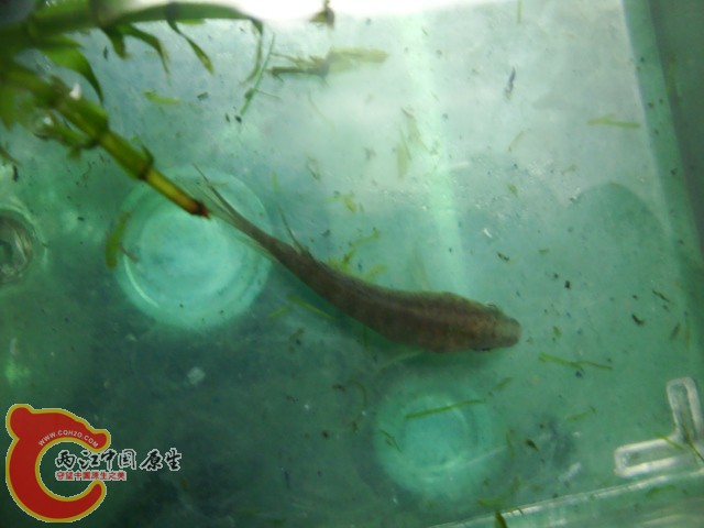 DSC05609.JPG