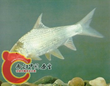 白甲.jpg