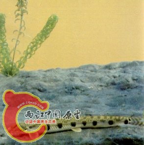 大斑花鳅.jpg