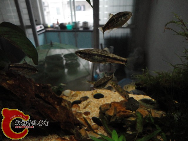 DSC00017.JPG