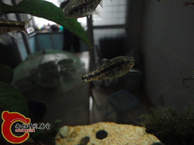 DSC00008.JPG