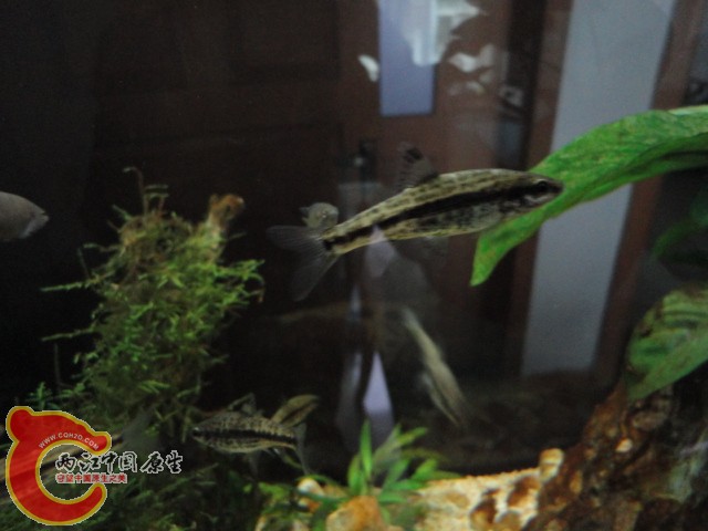 DSC00016.JPG