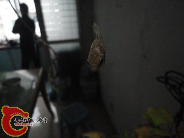DSC00005.JPG