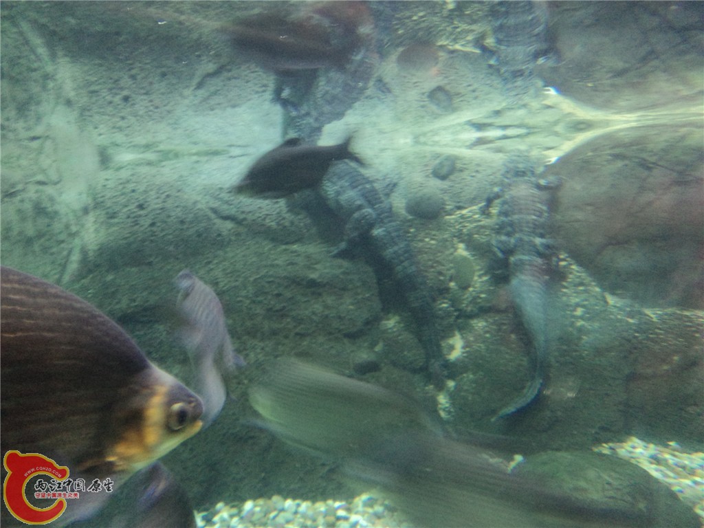 扬子鳄.jpg