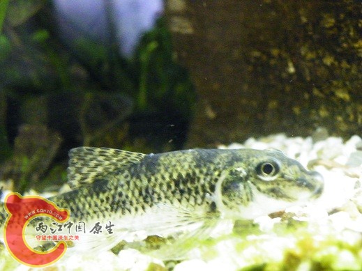 DSCF4861.JPG