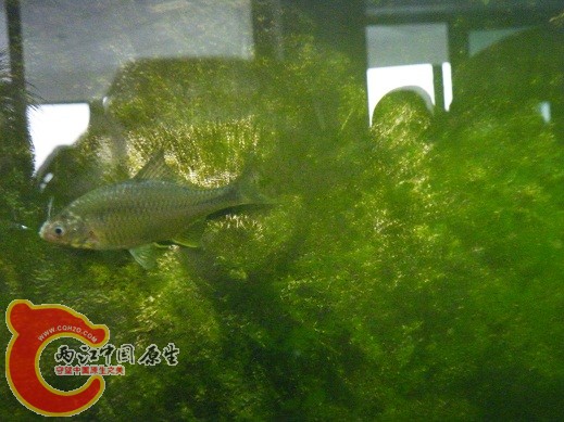 DSCF4865.JPG