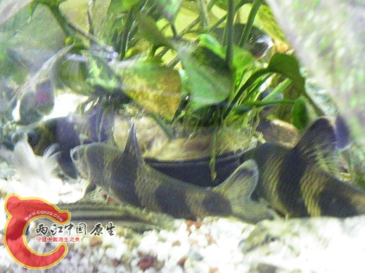 DSCF4859.JPG