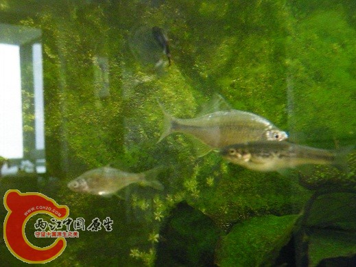 DSCF4862.JPG