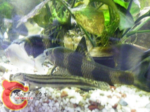 DSCF4858.JPG