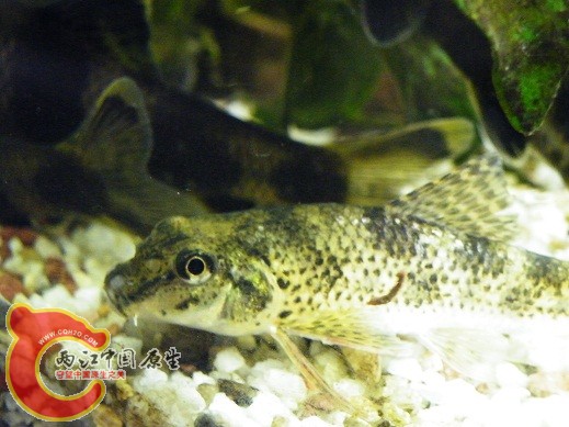 DSCF4857.JPG