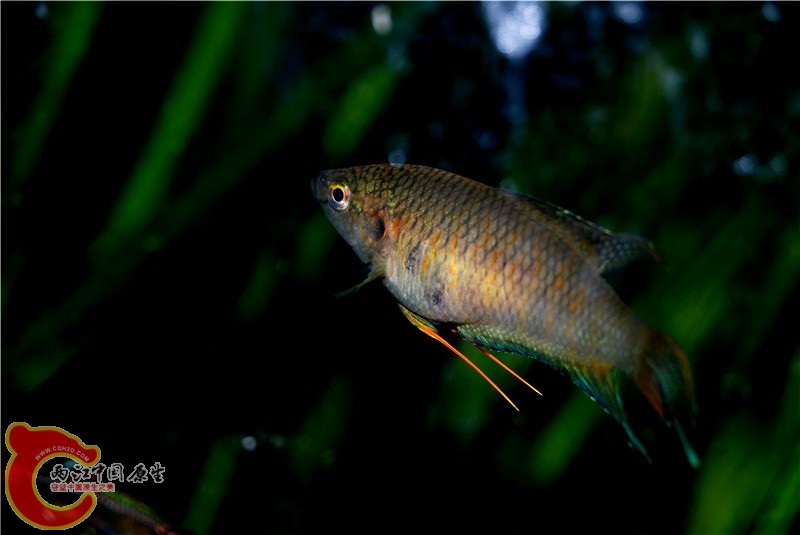 DSC_0118_副本.jpg
