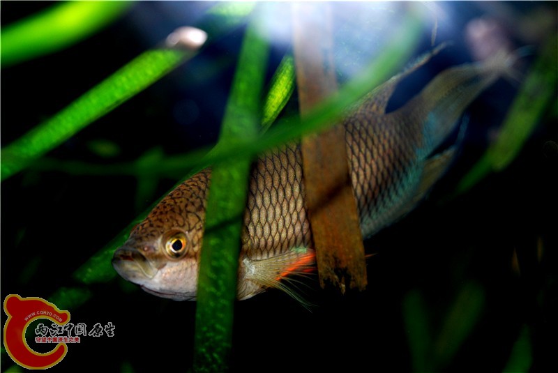 DSC_0174_副本.jpg