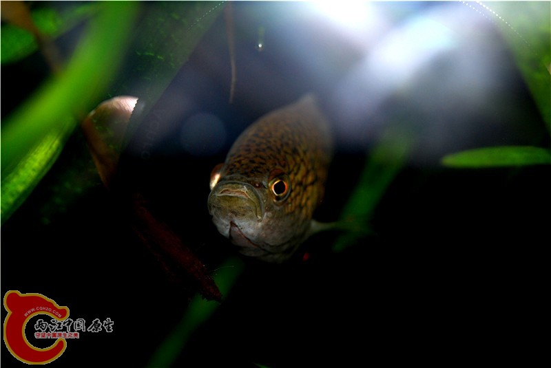 DSC_0172_副本.jpg