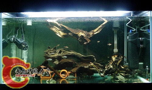 最新的鱼缸景
