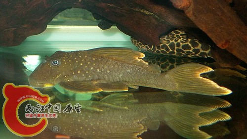 P1040909(500).jpg