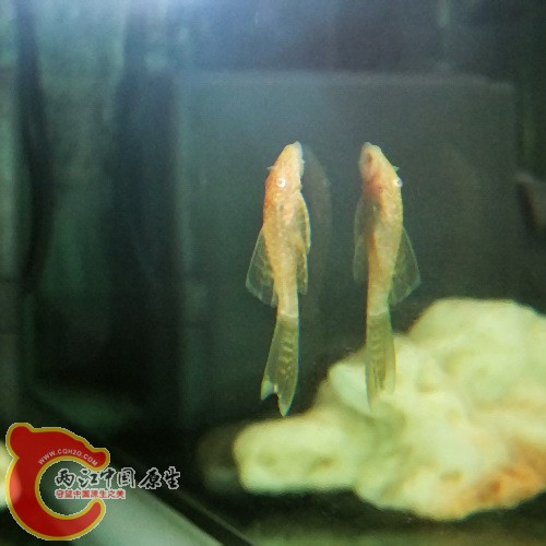 DSCF7837(500).jpg